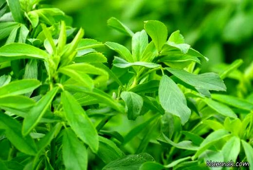 برداشت ۸۵ هزار تن یونجه از مزارع کبودراهنگ