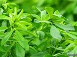 برداشت ۸۵ هزار تن یونجه از مزارع کبودراهنگ