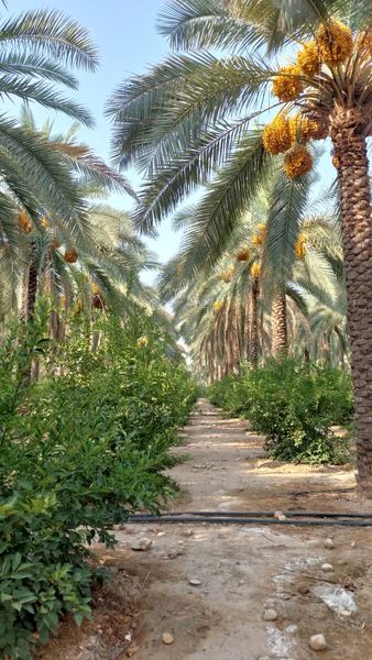 اجرای پروژه کشت بافتی خرمای مجول، گامی بلند در رونق اقتصادی منطقه فارس است