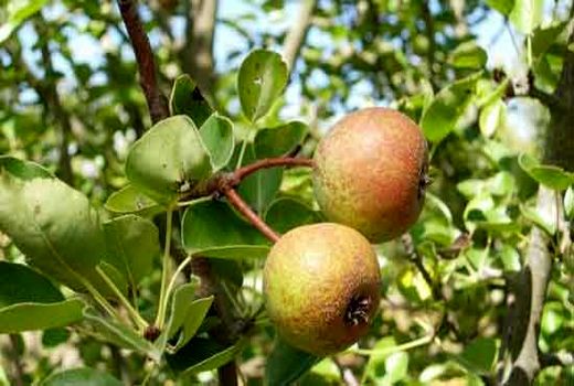 برداشت بیش از 3هزار تن خوج در گیلان