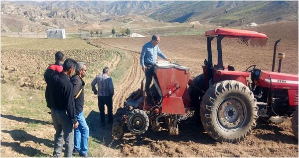 ایجاد مزرع نمایشی تریتیکاله در بخش چهاردانگه شهرستان هوراند