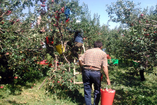 اهر قطب تولید سیب قره قرمز در کشور
