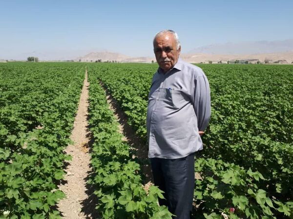 پنبه را طلای سفید می‌دانم