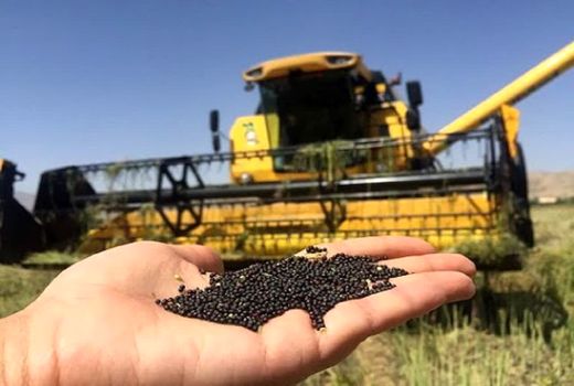 کشت ۴۸۷ هکتاری کلزا در شهرستان اسکو