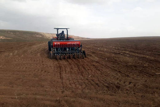 کشت گلرنگ بهاره درسطح 50 هکتار به عنوان محصول تناوبی طرح جهش تولید در دیم زارها در شهرستان مراغه