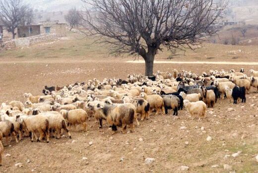 حمایت دولت از سرمایه‌گذاران حوزه دامپروری در استان خوزستان