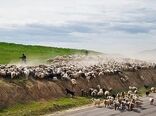 مشکل کمبود نهاده دامی عشایر استان تهران برطرف می‌شود