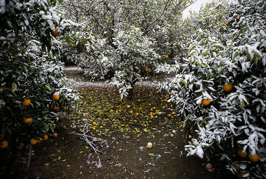 سرما به ۷۷ درصد محصولات باغی استان قزوین خسارت زد 