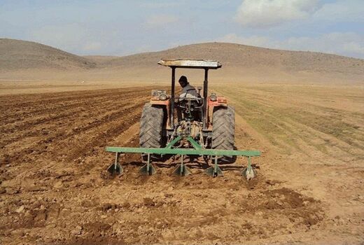  کاشت گیاه دارویی خاکشیر در مرودشت توسعه می یابد