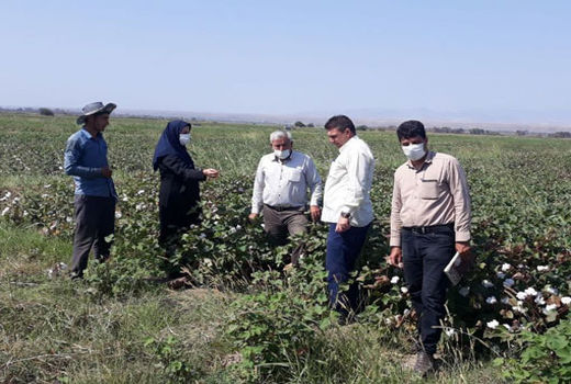 بکارگیری آفت کش های گیاهی طبیعی در کنترل کرم قوزه پنبه در خداآفرین