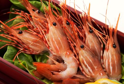 تولید میگوی پرورشی صادرات محور برنامه‌ریزی‌شده است