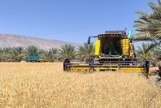 برداشت گندم از سطح 4 هزار و 600 هکتار مزارع  شهرستان قیروکارزین