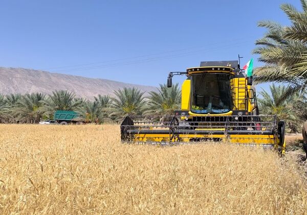 برداشت گندم از سطح 4 هزار و 600 هکتار مزارع  شهرستان قیروکارزین