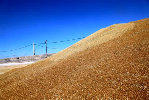 خرید تضمینی گندم از مرز 120 هزار تن گذشت