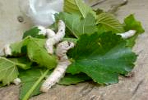  مراجعه علاقه‌مندان به حرفه نوغانداری برای تحویل تخم نوغان به مراکز جهاد کشاورزی