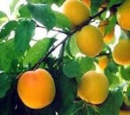 برداشت بیش از 20 هزار تن زردآلو از باغات استان زنجان/ خسارت 30 تا 70 درصدی سرمازدگی در باغات استان