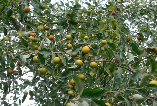 برداشت 12 هزارتن کُنار در سیستان و بلوچستان