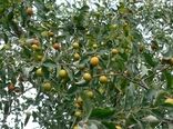 برداشت 12 هزارتن کُنار در سیستان و بلوچستان
