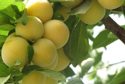 آغاز برداشت آلو قطره طلا از باغات استان قزوین 