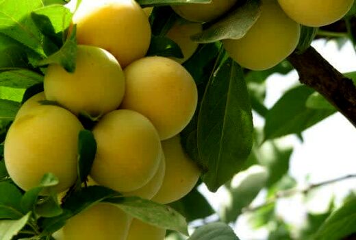 آغاز برداشت آلو قطره طلا از باغات استان قزوین 