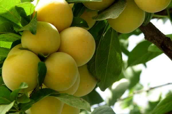 آغاز برداشت آلو قطره طلا از باغات استان قزوین 