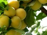 آغاز برداشت آلو قطره طلا از باغات استان قزوین 