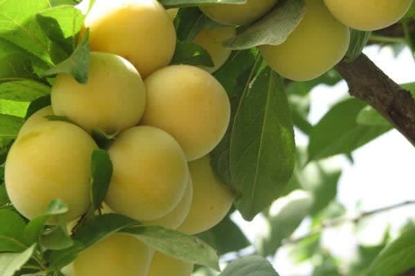 آغاز برداشت آلو قطره طلا از باغات استان قزوین 