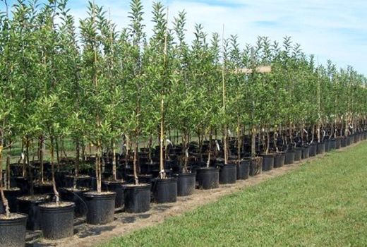 14 نوع گونه درختی طی هفته منابع طبیعی و آبخیزداری درشهرستان مهدی‌شهر توزیع می‌شود