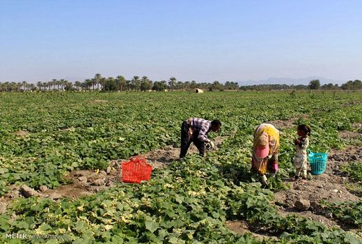 مهم‌ترین مؤلفه ماندگاری در روستاها ایجاد اشتغال است