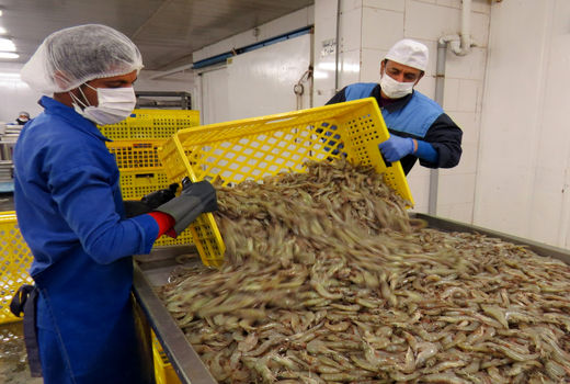 یک هزار و 650 تن میگو از مزارع چابهار برداشت شد