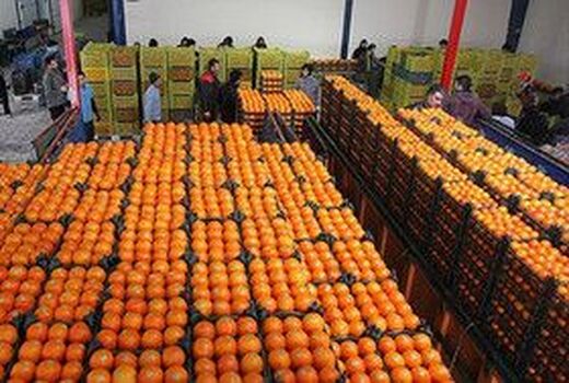 کسب رتبه اول استان قزوین در فروش میوه شب عید