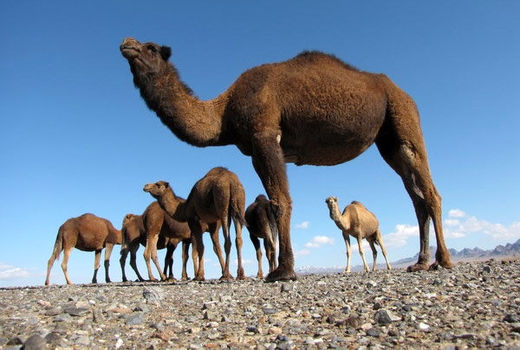 38 هزارنفر شتر در سیستان و بلوچستان پلاک کوبی شدند