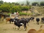 ارائه خدمات اصلاح نژاد رایگان به گاوداری‌های سنتی و روستایی