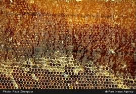 افزایش 29 درصدی تولید عسل در خراسان شمالی