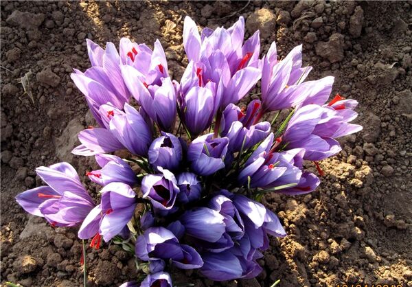 ۸۲ هزار هکتار اراضی خراسان رضوی زیر کشت زعفران