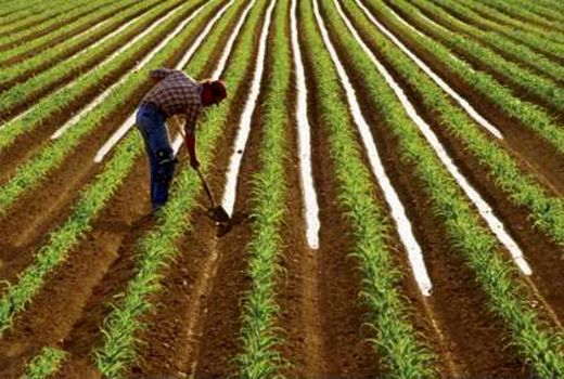 امهال ۳۰ میلیارد تومان وام کشاورزی در خراسان شمالی 