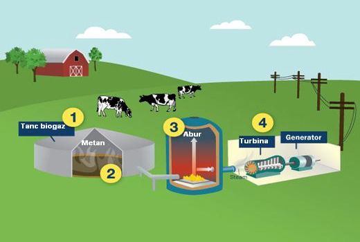 تولید برق با استفاده از فضولات دام