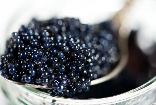 تولید خاویار؛هدف اصلی پرورش ماهیان خاویاری است