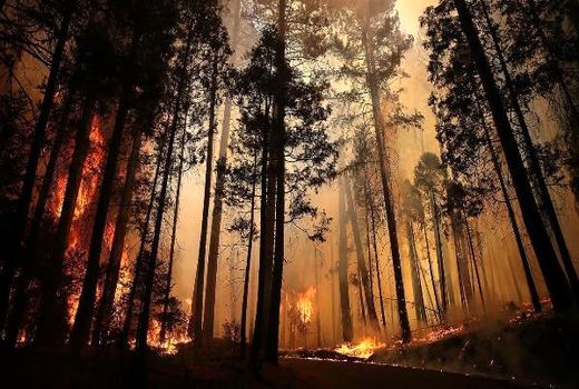 5 درصد آتش‌سوزی‌های اراضی ملی عمدی است