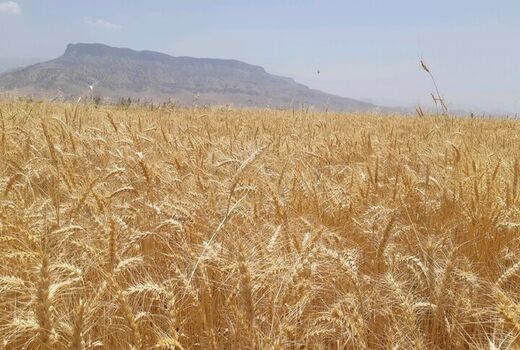 کشت مزارع خوزستان، در قالب طرح ملی گندم بنیان