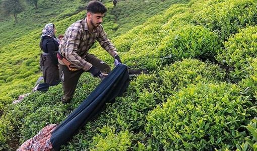 مدیریت تغذیه و زمان برداشت، کلید کیفیت چای