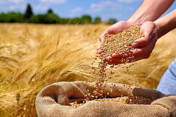 ادامه روند فعلی تخصیص ارز، امنیت غذایی کشور را تهدید می‌کند
