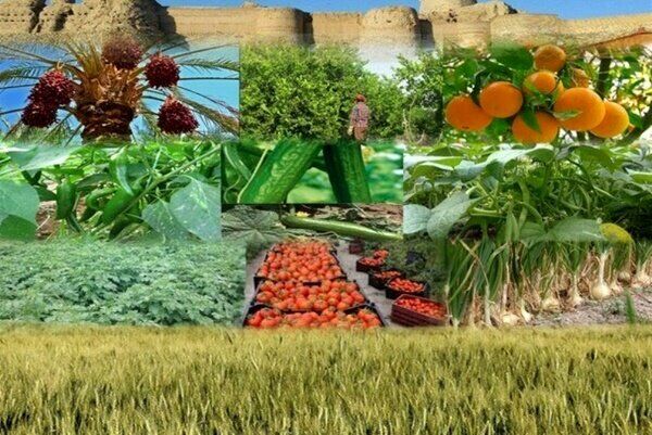 پرداخت 83 میلیارد تومان تسهیلات به 400 تولیدکننده کشاورزی مازندران در سال 99