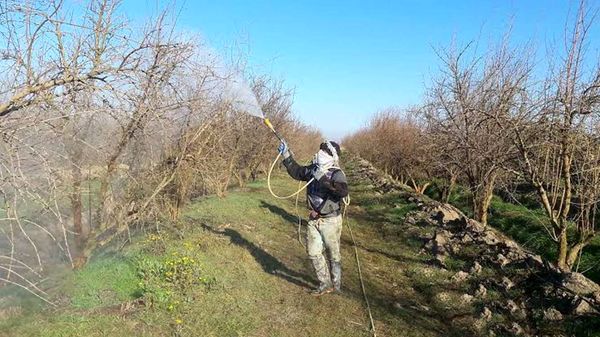 شروع عملیات تغذیه باغ‌های فارس در سطحی بیش از 388 هزار هکتار