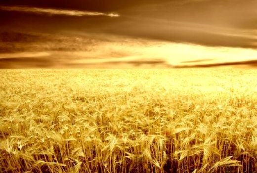 آغاز برداشت ۸ هزار هکتار گندم در شهرستان خداآفرین