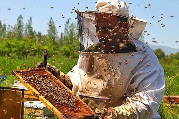 زنبورداری حرفه‌ای دراروپا رو به افزایش است
