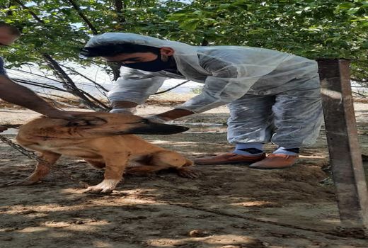 واکسیناسیون رایگان هاری در لرستان