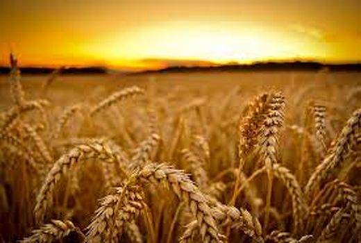 برگزاری پنجاه و چهارمین جلسه ستاد ملی طرح جهش تولید در دیمزارهای کشور 