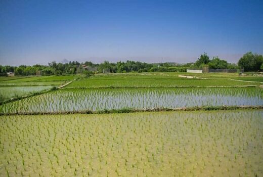 سطح زیرکشت برنج در استان اصفهان به ۵۳۰۰ هکتار رسیده است