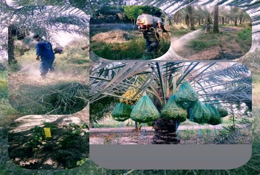 مبارزه تلفیقی  علیه علفهای هرز در آبادان